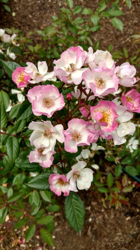 Rosa spp. plantplacesimage20161218_112812.jpg