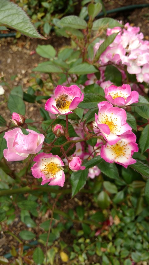 Rosa spp. plantplacesimage20161218_112824.jpg