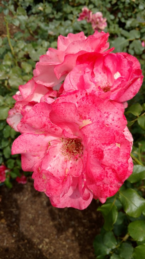 Rosa spp. plantplacesimage20161218_113227.jpg