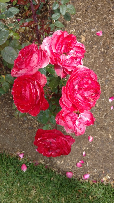 Rosa floribunda plantplacesimage20161218_113415.jpg