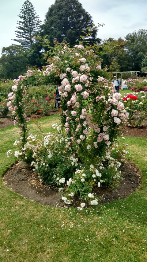 Rosa spp plantplacesimage20161218_113708.jpg