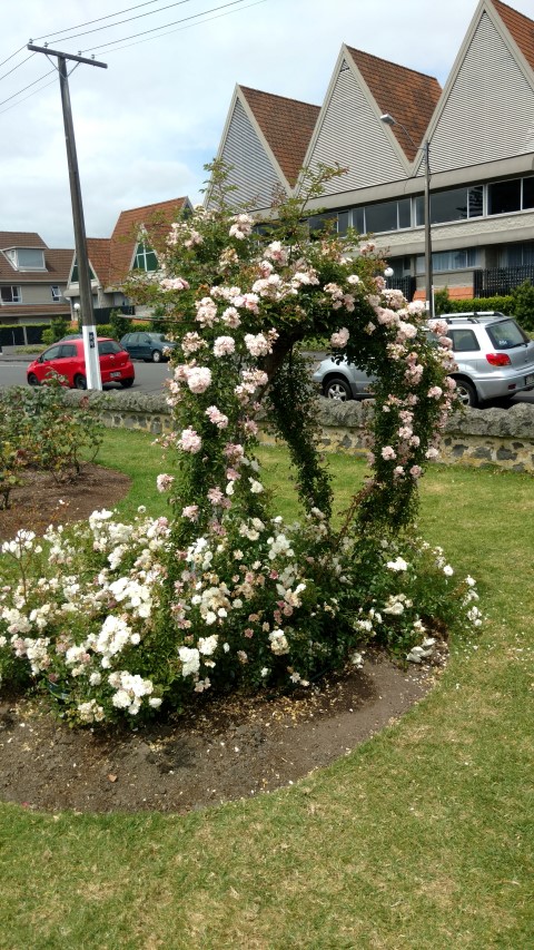 Rosa spp plantplacesimage20161218_113723.jpg