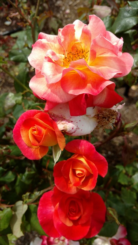 Rosa spp plantplacesimage20161218_114215.jpg