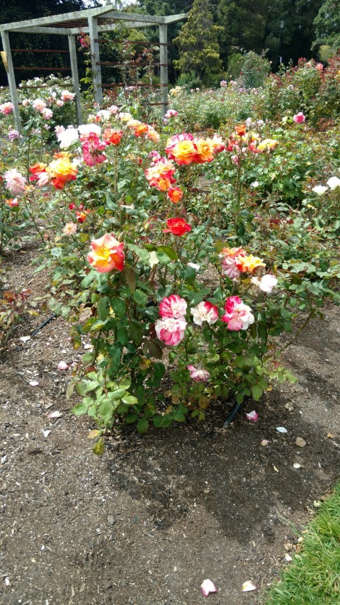 Rosa spp plantplacesimage20161218_114255.jpg