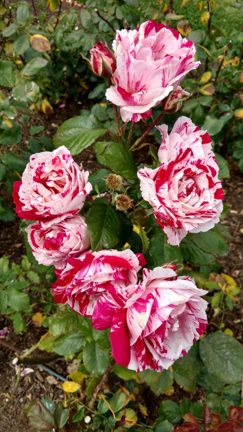 Rosa spp plantplacesimage20161218_115340.jpg