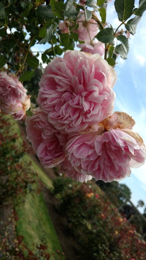 Rosa spp plantplacesimage20161218_115733.jpg