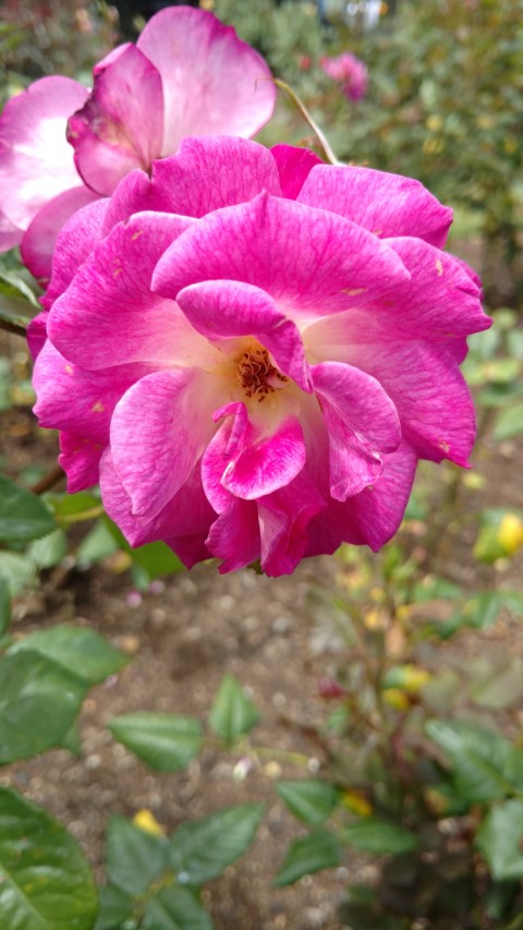 Rosa spp plantplacesimage20161218_120054.jpg