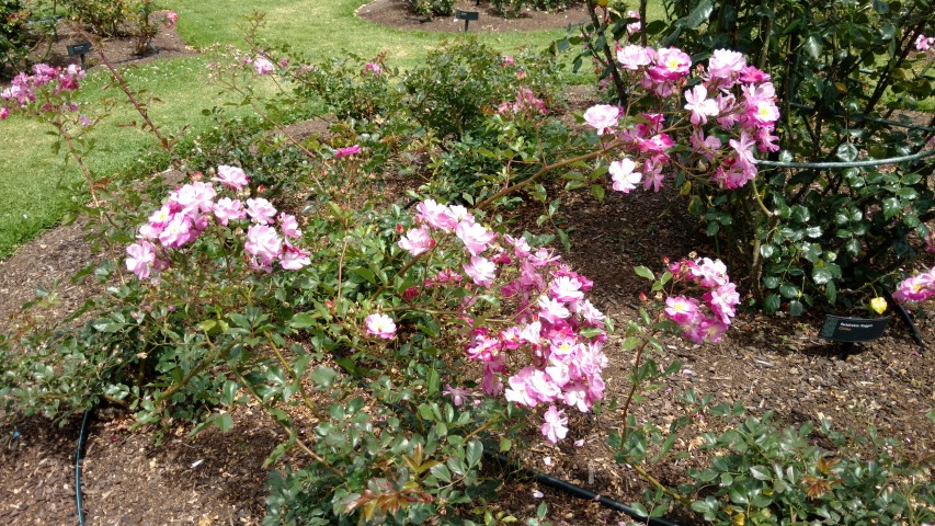 Rosa spp. plantplacesimage20161218_120219.jpg