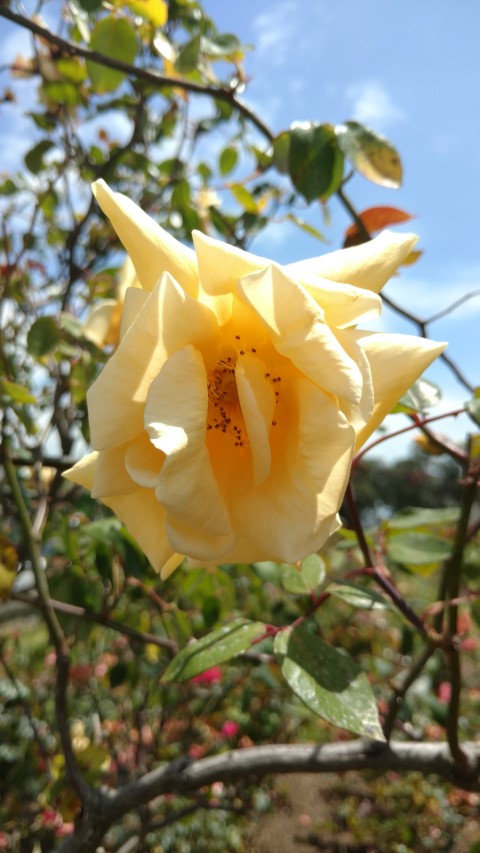 Rosa spp plantplacesimage20161218_120925.jpg