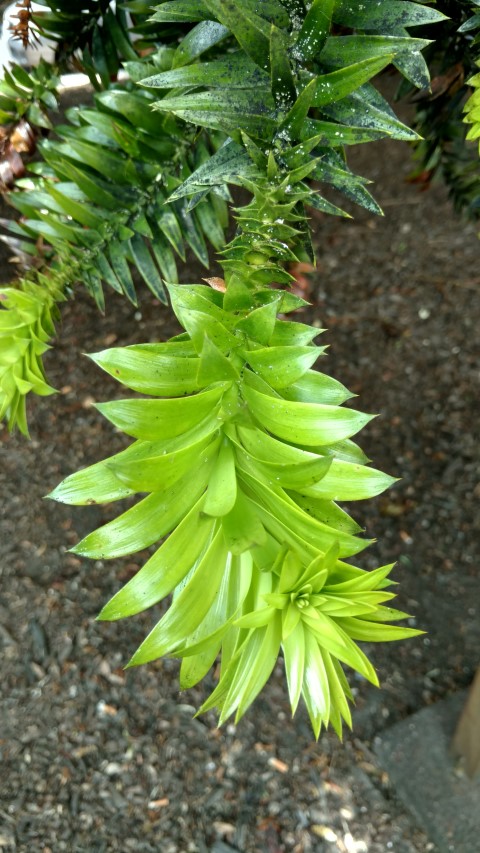 Araucaria bidwillii plantplacesimage20161218_122041.jpg