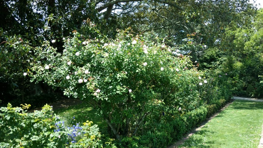 Rosa spp plantplacesimage20161218_123125.jpg