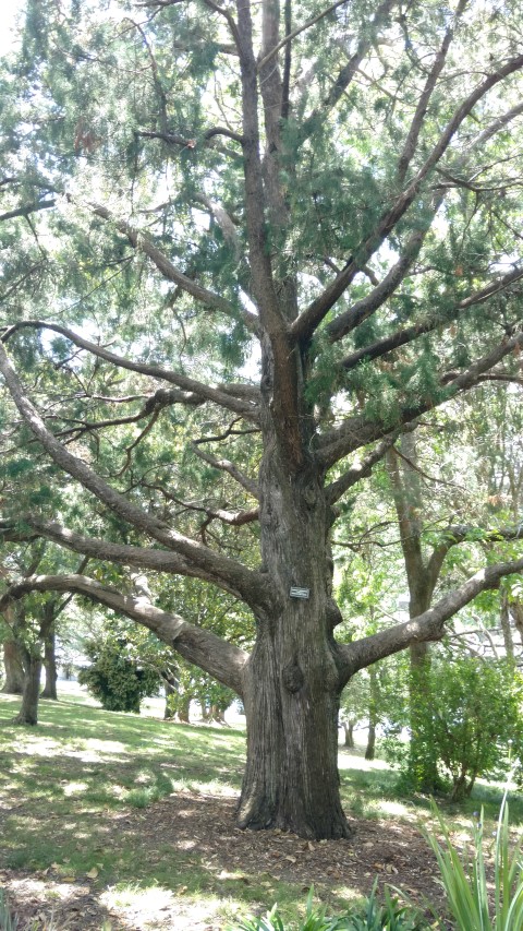 Juniperus bermudiana plantplacesimage20161218_123259.jpg