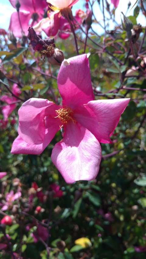 Rosa spp. plantplacesimage20161218_124112.jpg