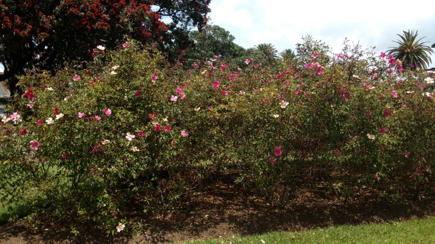 Rosa spp. plantplacesimage20161218_124129.jpg