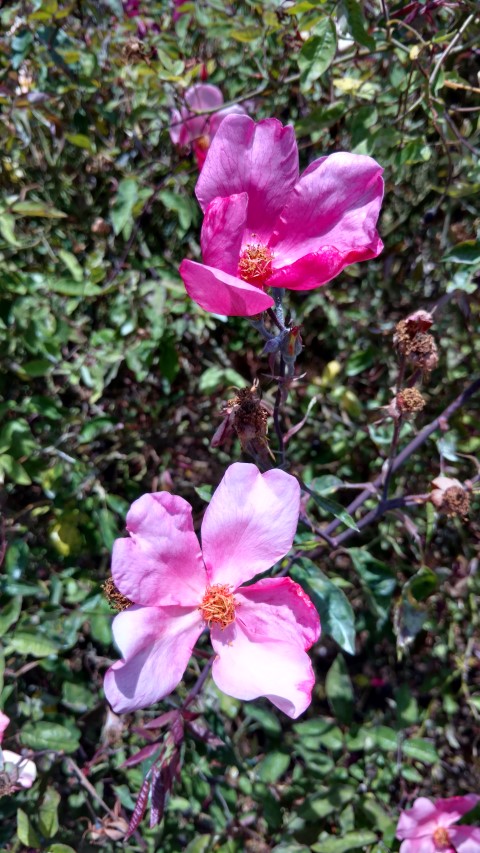 Rosa spp. plantplacesimage20161218_124147.jpg