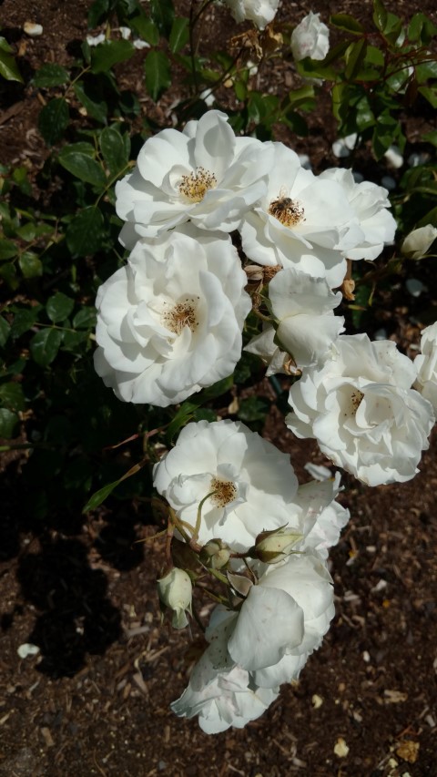 Rosa spp plantplacesimage20161218_130001.jpg