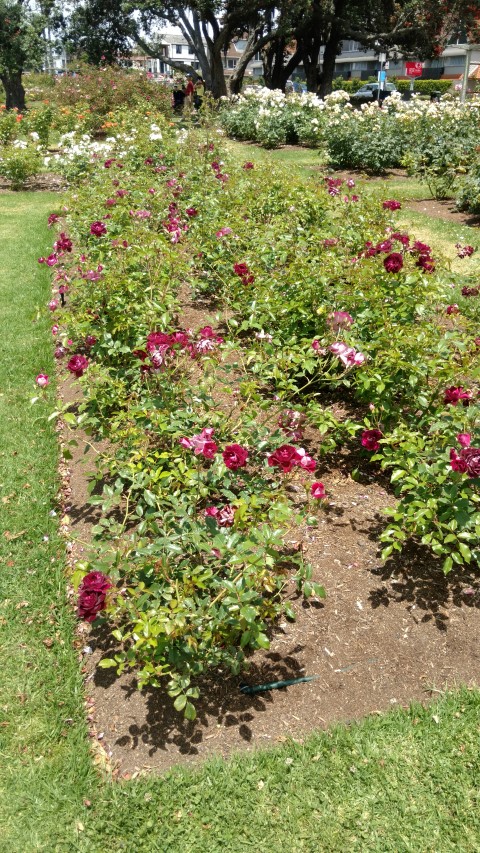 Rosa spp. plantplacesimage20161218_130108.jpg