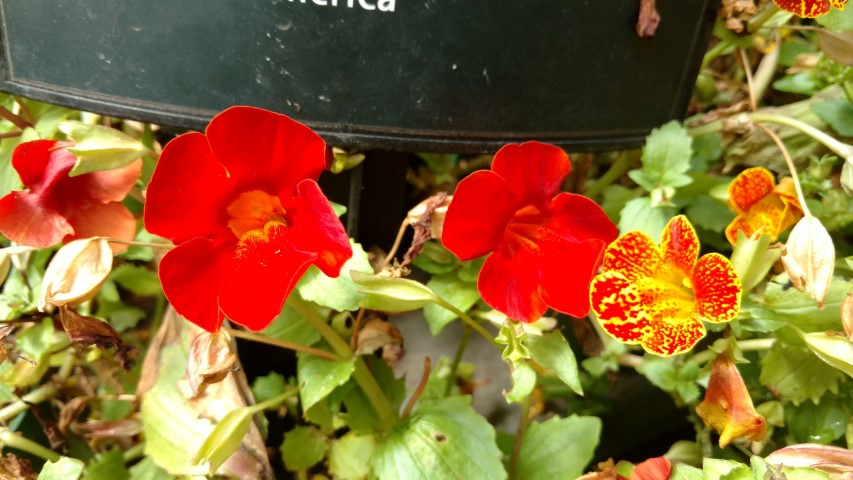 Mimulus x hybridus plantplacesimage20161218_135823.jpg