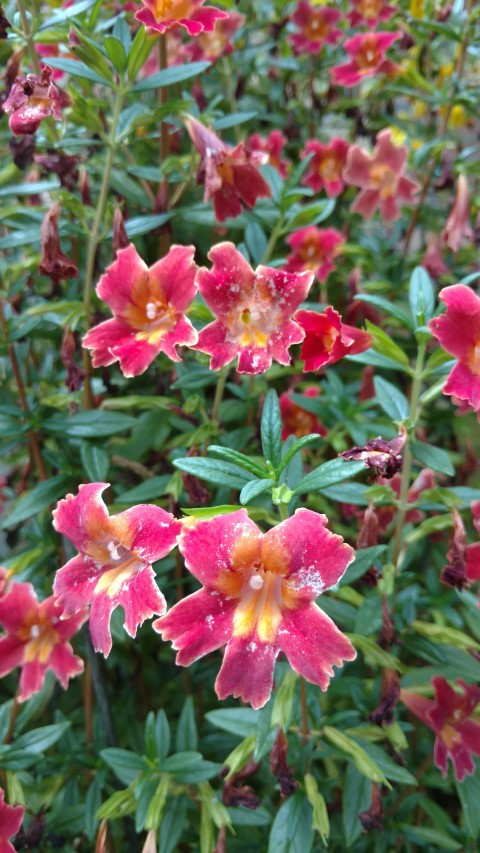 Mimulus x hybridus plantplacesimage20161218_135845.jpg