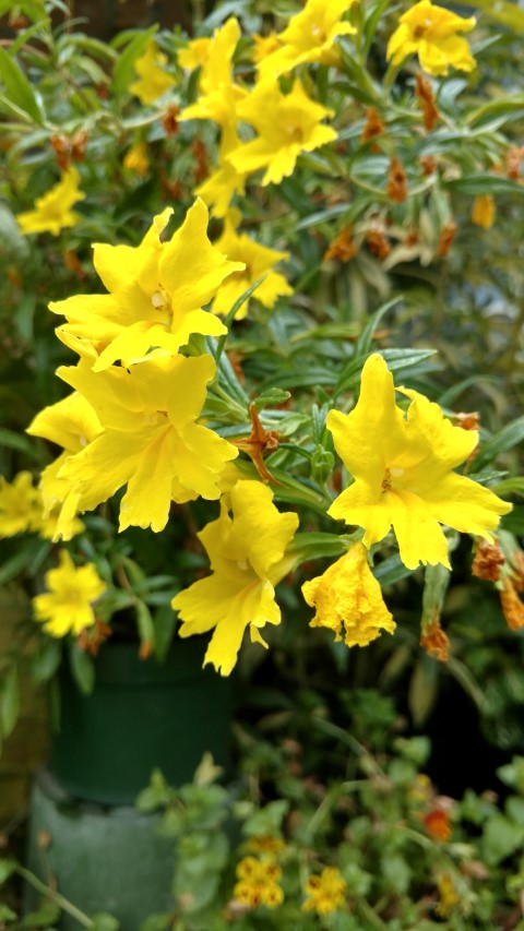 Mimulus x hybridus plantplacesimage20161218_135855.jpg