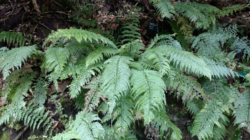 Blechnum filiforme plantplacesimage20161218_140658.jpg