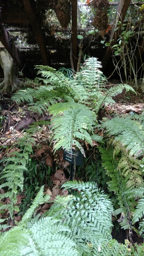 Blechnum filiforme plantplacesimage20161218_140716.jpg