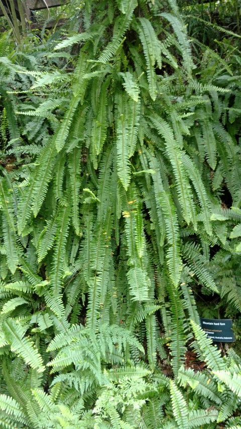 Blechnum vulcanicum plantplacesimage20161218_140951.jpg