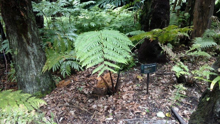 Cyathea medullaris plantplacesimage20161218_141618.jpg