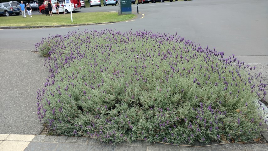 Lavandula angustifolia plantplacesimage20161218_142921.jpg