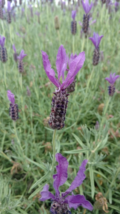 Lavandula angustifolia plantplacesimage20161218_142934.jpg