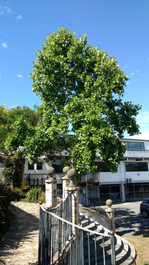 Liriodendron tulipifera plantplacesimage20161219_100541.jpg