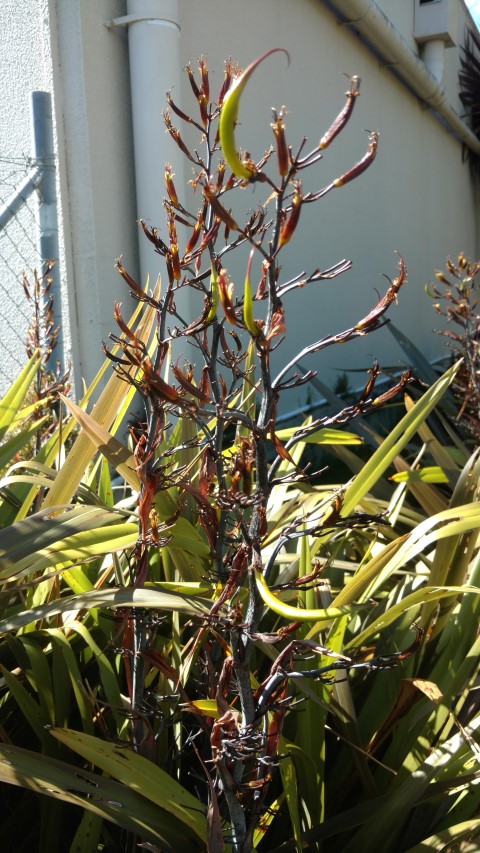 libertia grandiflora plantplacesimage20161219_100649.jpg