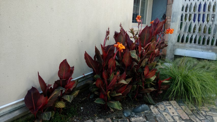 Canna indica plantplacesimage20161219_100717.jpg