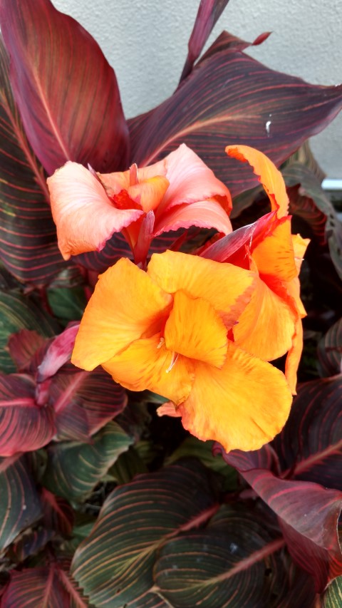 Canna indica plantplacesimage20161219_100730.jpg