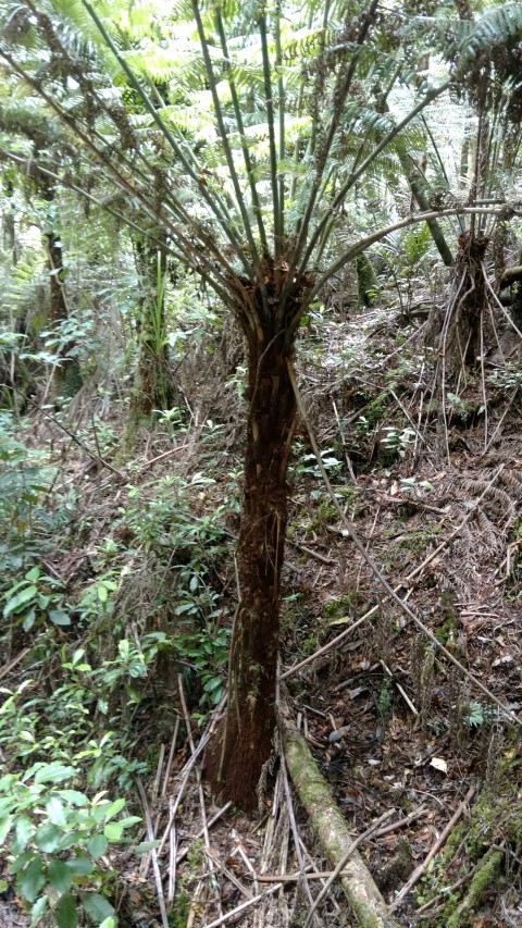 Cyathea medullaris plantplacesimage20161219_114609.jpg