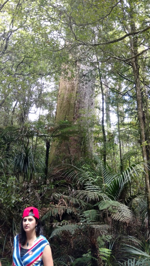 Agatha australis plantplacesimage20161219_114834.jpg