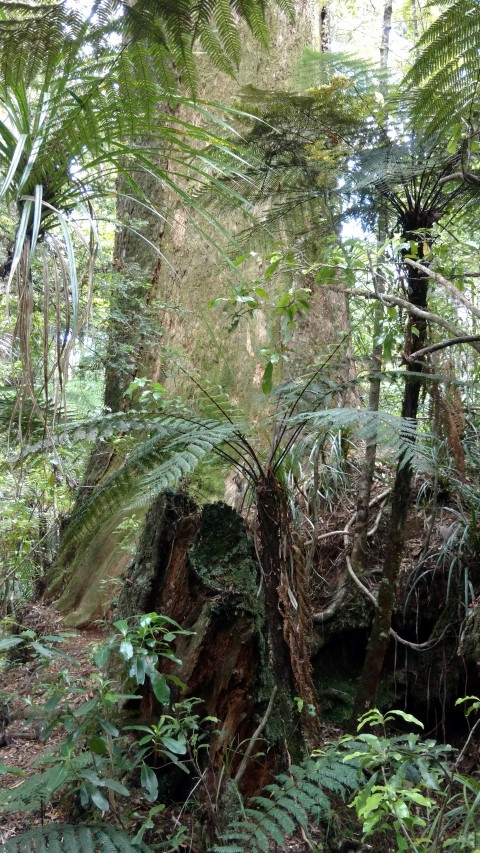 Agatha australis plantplacesimage20161219_114930.jpg