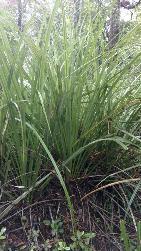 astilia plantplacesimage20161219_115604.jpg