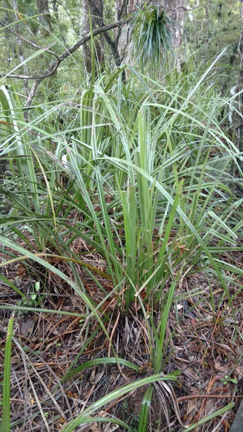 astilia plantplacesimage20161219_115613.jpg