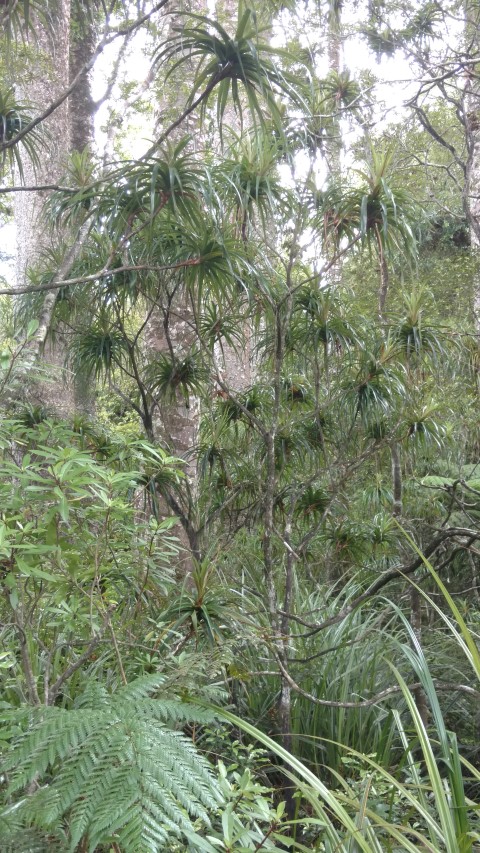 plantplacesimage20161219_115708.jpg