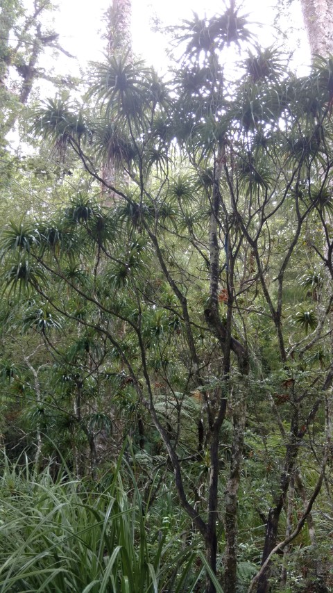 plantplacesimage20161219_115720.jpg