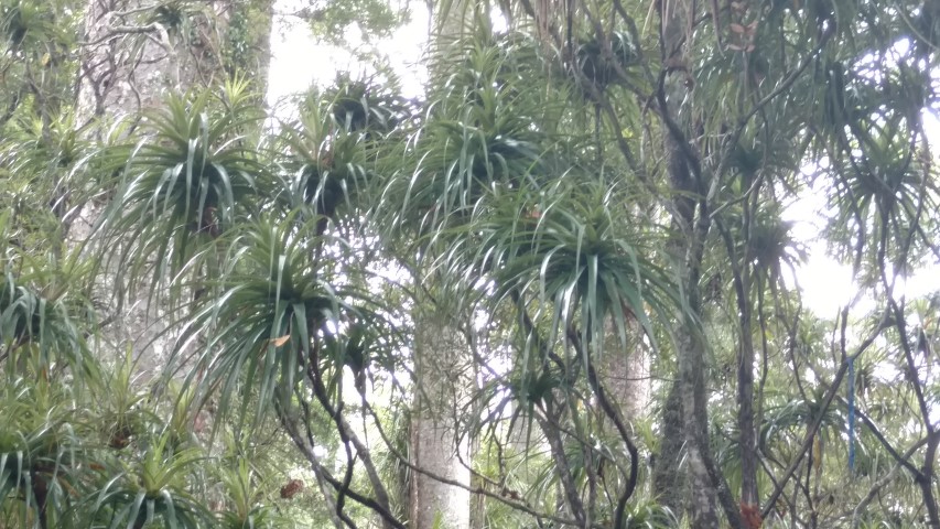 plantplacesimage20161219_115751.jpg