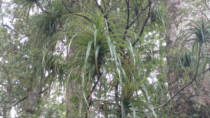 plantplacesimage20161219_120058.jpg