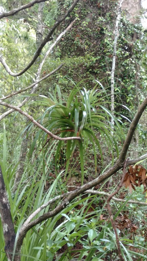 plantplacesimage20161219_120121.jpg