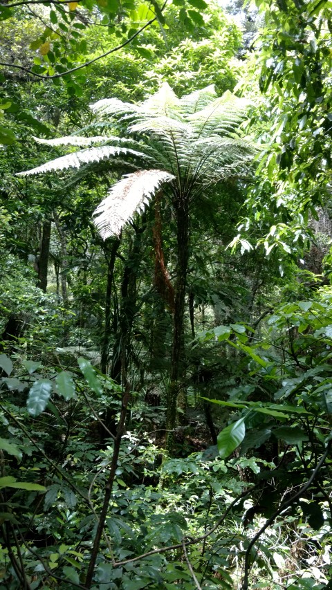 Cyathea medullaris plantplacesimage20161219_120832.jpg