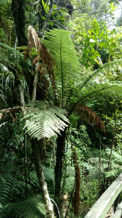 Cyathea medullaris plantplacesimage20161219_120927.jpg