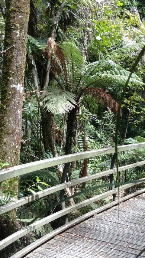 Cyathea medullaris plantplacesimage20161219_120945.jpg