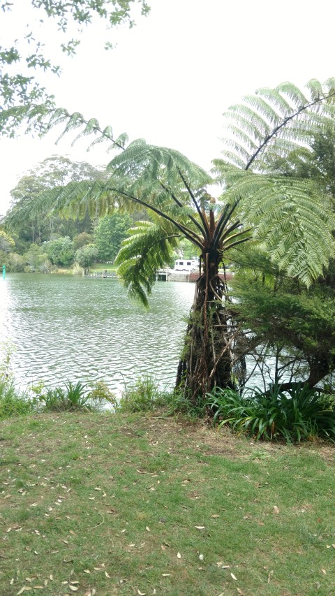 Cyathea medullaris plantplacesimage20161219_123402.jpg