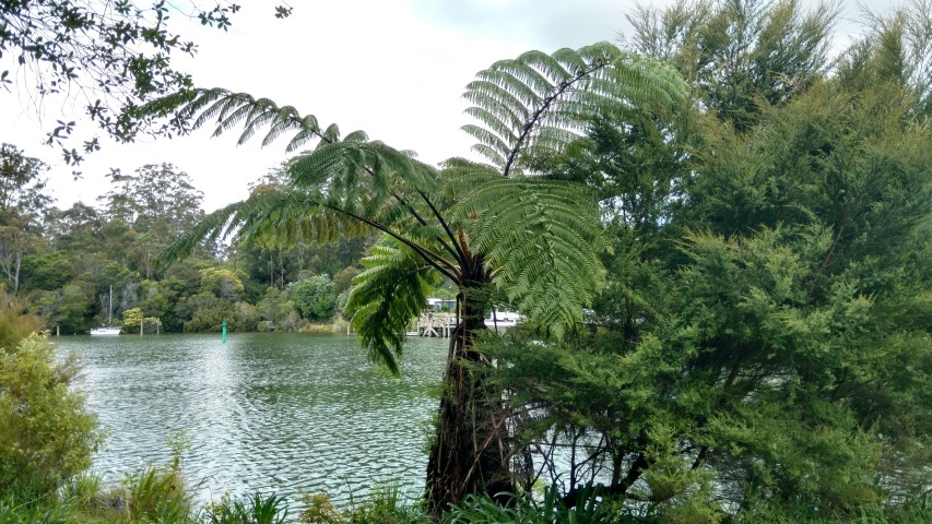 Cyathea medullaris plantplacesimage20161219_123415.jpg