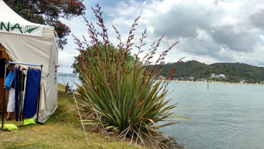 libertia grandiflora plantplacesimage20161219_131102.jpg